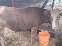 İnək, Simmental cattle — foto 2