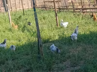 Chickens — photo 7
