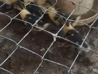 Chickens — foto 1