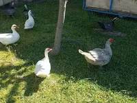 Ducks — फ़ोटो 5