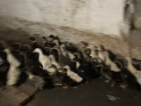 Ducks — foto 5