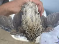 King Quail — photo 1