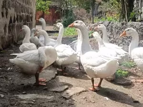 Geese — أرمينيا