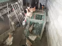 Chickens — photo 2