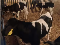 Buğa, Russian Black pied cattle — foto 1