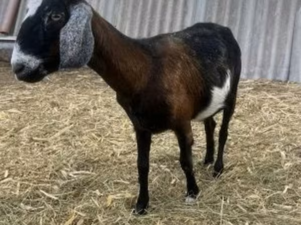 Kozel, Alpine goat