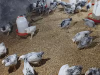 Chickens — الصورة 7