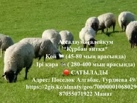 Qoç, Qoyunlar — foto 1