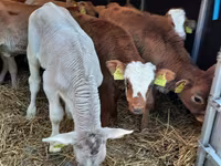 Touro, Simmental cattle — foto 3