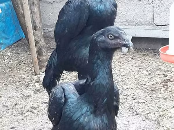 Shamo chickens — Azerbaijan