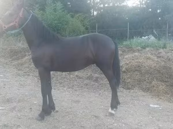 Cavalo, Friesian