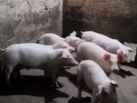 Säue, Schweine — Foto 2