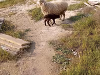 Qoyun, Qoyunlar — foto 7