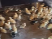 Ducks — photo 5