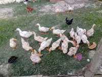 German Pekin — photo 2
