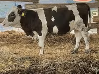 Byk, Russian Black pied cattle — zdjęcie 2