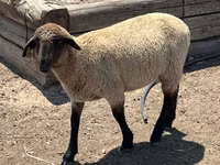 Widder, Hampshire sheep — Foto 2