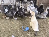 Ducks — फ़ोटो 5