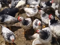 Chickens — photo 1