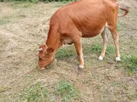 Vaca, Ganado vacuno — foto 1
