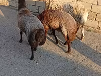 Sheep (batch, sex not specified), Sheep — photo 2