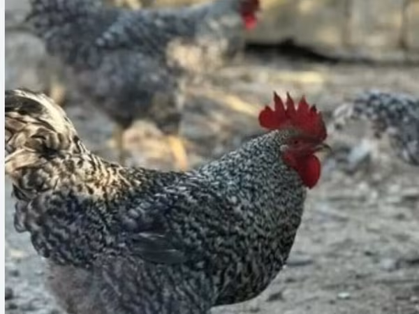Slovenian Barred Hen — Azərbaycan