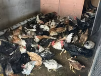 Chickens — photo 2