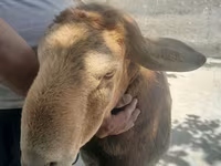 Beran, Arashan sheep — foto 1