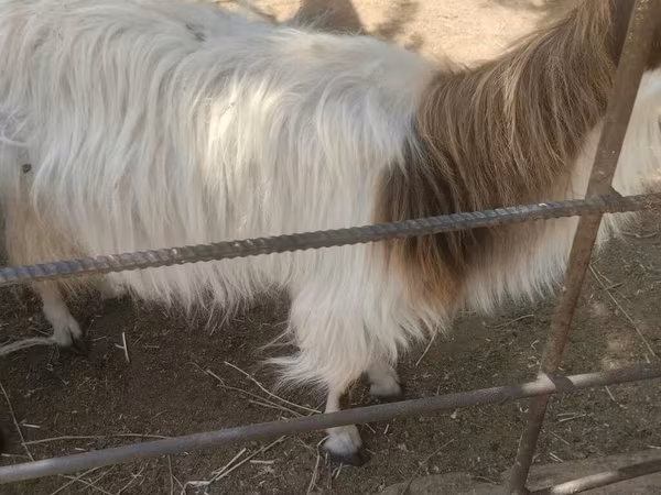 Goat, Goats