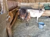 母山羊, Goats — 照片 5