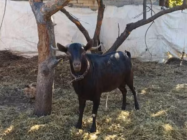 Cabro, Cabras