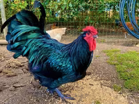 ऑस्ट्रेलॉर्प — फ़ोटो 1
