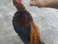 Chickens — الصورة 5