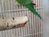 Qəfəslə erkəy 200 azn vatsap əlaqə Nimfa (Cockatiel) tutuquşu və qəfəs — 照片 5