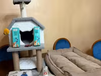 Pişiklər üçün tam dəst - Çoxmərtəbəli pişik evi və oyun kompleksi — Foto 2