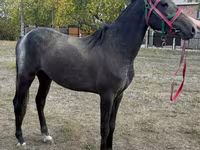 Horse (M), Orlov Trotter — photo 2