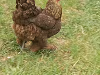 Brahma — photo 2