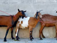 Goat, Nubian Goat — photo 4