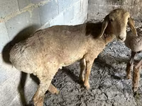 Qoyun, Katum sheep — foto 3