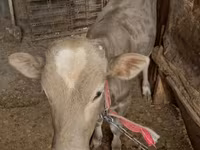 Cattle (batch, sex not specified), Cattle — photo 1