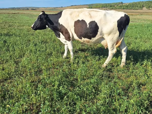 Cow, Simmental cattle