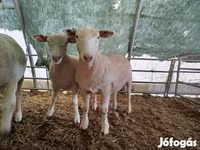 Ovce, Ile-de-France sheep — foto 3