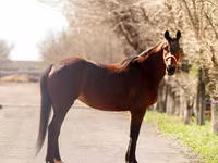 Toychoq, Thoroughbred horse — 3-rasm