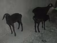 Qoyun, Karakul sheep — foto 1