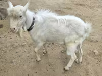 Cabro, Saanen goat — foto 1