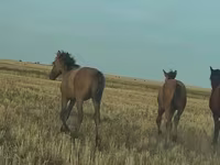 At, Bashkir horse — foto 8
