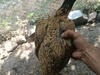 Chickens — foto 7
