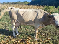 Vaca, Ganado vacuno — foto 1
