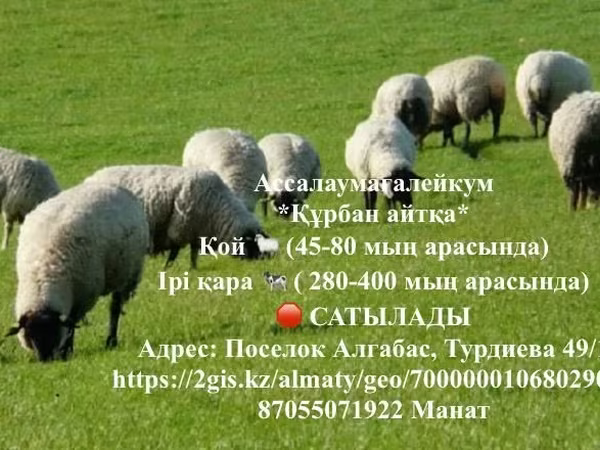 Ram, Sheep