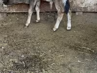 Bull, Alatau breed — photo 5